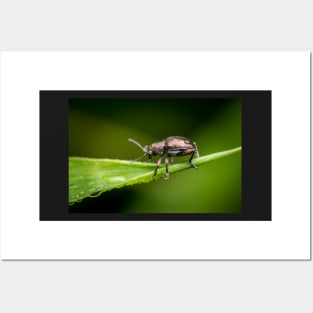 A metallic leaf beetle (Nodina sp) on a leaf with morning dew Posters and Art